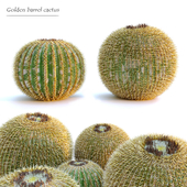 Golden barrel cactus
