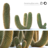Ferocactus pilosus cactus