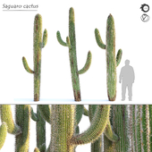 saguaro cactus