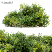 Bayberry bush