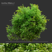 Carolina Allspice 2