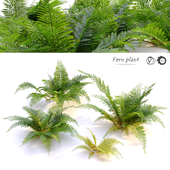 Fern plant