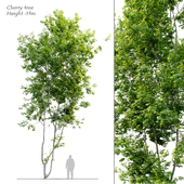 Cherry tree