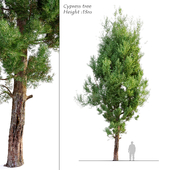 cypress tree_5