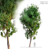 cypress tree 6