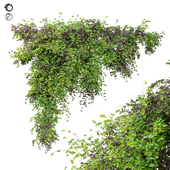 Dry and green leaves Hanging Plant