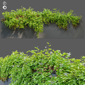 Hanging plant_14