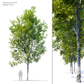 American Beech 4