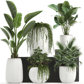 Collection of small plants in white pots with Banana, fan palm, Calathea, Fat, succulents. Set 818.