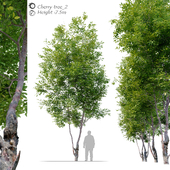 Cherry Tree 2
