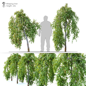 Two weeping tree