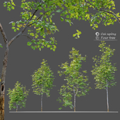 Oak sapling