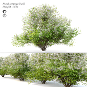 Mock orange bush