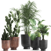 Collection of small ornamental plants in black pots Cactus, Hovea, palm, prickly pear. Set 835.