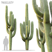 Saguaro cactus_2