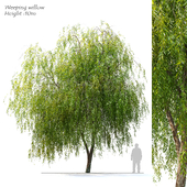 Weeping Willow 2