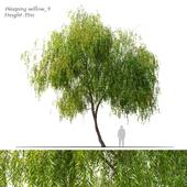 Weeping Willow 3