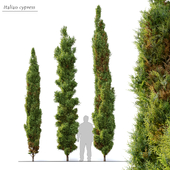 Italian cypress