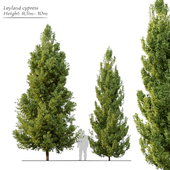 Leyland cypress