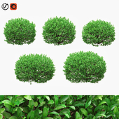 Round boxwood bush