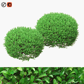 Large round boxwood bushes