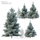 Norway blue spruce