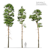 Scots Pine 2