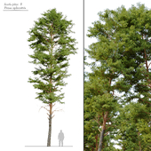 Scots Pine 3