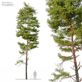 Scots pine 4