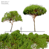 Stone pine_2 ( Pinus pinea)