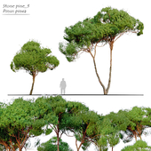 Stone pine_3 (Pinus pinea)