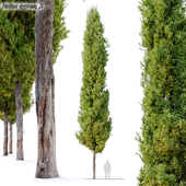 italian cypress 2