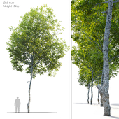 oak tree