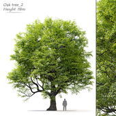 Old oak tree