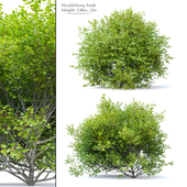Huckleberry bush