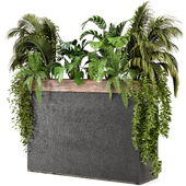 Indoor Plants  in Combination of wood & concrete Pots - Set 75