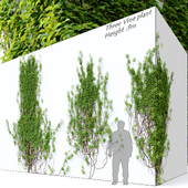 Vine plant