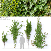 Vine Plant 2