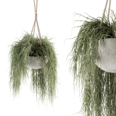 indoor Plant Set 197 - Hanging Plants