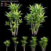 Dracaena Corn Plant set 04