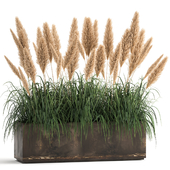 Decorative pampas grass in a rusty metal outdoor pot, reeds, cortaderia.  932.