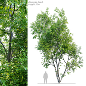American Beech 3