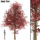 Amur tree