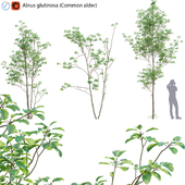 Alnus glutinosa - Common alder -01