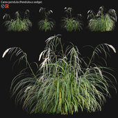 Carex pendula - Pendulous sedge -02