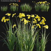 Iris pseudacorus - Yellow flag - 02