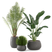 Indoor Plants Collection - Set 015