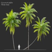 Coconut palm