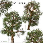 Set of Foxtail pine Tree (Pinus balfouriana) (2 Trees)