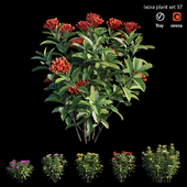 Ixora plant set 37